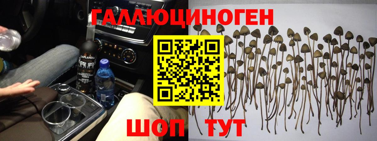 Псилоцибиновые грибы Psilocybine cubensis  Псилоцибиновые грибы мицелий  Абакан  Вход с VPN 